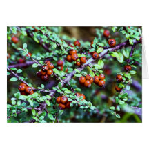 Happy Holidays Greeting Card