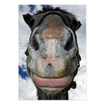 Happy Horse! Funny Nosey Horse Smiles Business Card Templates