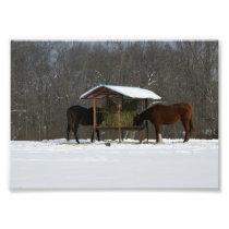 Happy Horses  5x7 Photographic Print