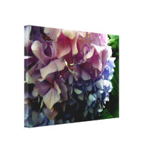 Happy Hybrid Hydrangea Gallery Wrapped Canvas