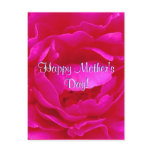 Happy Mother's Day Pink Rose postcards