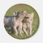 Happy Piglets Refrigerator Magnet