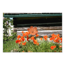Happy Red Poppies photography