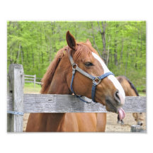 Happy Riding Horse Photographic Print