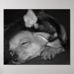 Happy Sleepy Puppies Posters