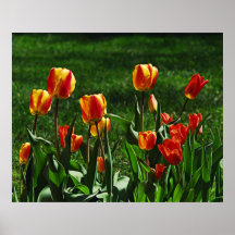 Happy Tulips Poster