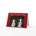 Happy Valentine's Day Bernese Mountain Dog card