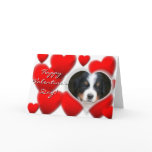 Happy Valentine's Day Bernese Mountain Dog card