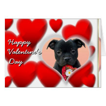 Happy Valentine's Staffordshire Bull Terrier  Card