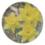 Happy Yellow Daffodils Dinner Plates