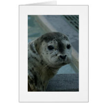 Harbour Seal Card