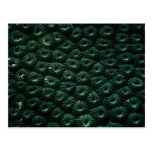 Hard coral favia, Maldives Post Cards