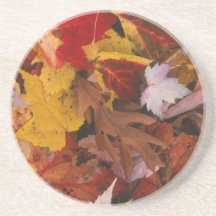 Hardwoods Leaves Fall Colour Coaster