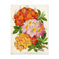 "Hardy Azaleas" by Sir Joseph Paxton