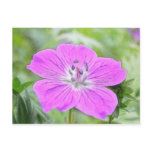 Hardy Geranium In Bloom postcards