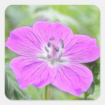 Hardy Geranium In Bloom Square Stickers