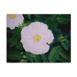 HARDY PINKS postcards