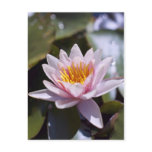 Hardy Water Lily Postcard