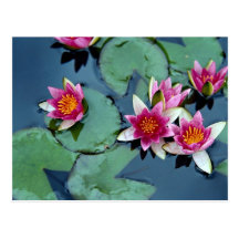 Hardy water lily, red, Nymphaea laydekeri Postcard