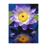 Hardy Waterlily postcards