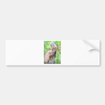 Hare and Foxglove Design 3 Bumper Sticker
