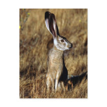 Hare Raising Postcard