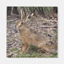 Hare Today, Gone Tomorrow Magnet