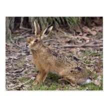 Hare Today, Gone Tomorrow Postcard
