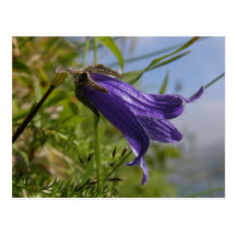 Harebell on Unalaska Island Post Card