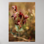 hare's foot trefoil, red leaves 2 posters