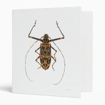 Harlequin Beetle Acrocinus Longimanus Binders