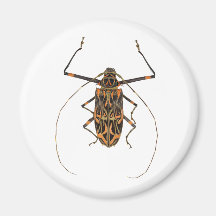 Harlequin Beetle Acrocinus Longimanus Magnets