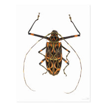 Harlequin Beetle Acrocinus Longimanus Post Cards