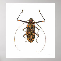 Harlequin Beetle Acrocinus Longimanus Poster