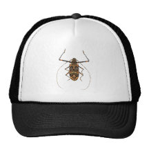 Harlequin Beetle Acrocinus Longimanus Trucker Hat