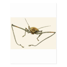 Harlequin Beetle Postcard