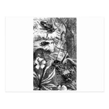 Harlequin Beetles Post Card