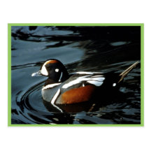 Harlequin Duck Post Card