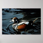 Harlequin Duck Poster