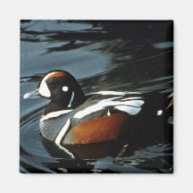 Harlequin Duck Refrigerator Magnet