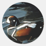 Harlequin Duck Stickers