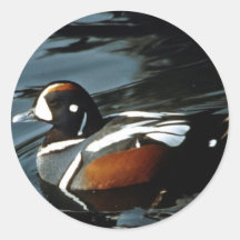 Harlequin Duck Stickers