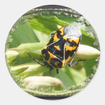 Harlequin stink bug ~ sticker