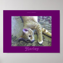 Harley Posters