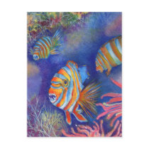 Harliquin Fish Post Card