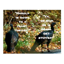 HAROLD THE TURKEY GETS STUFFED postcard