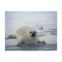 Harp Seal on Ice Post Cards