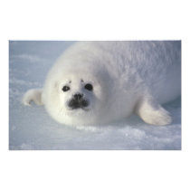 Harp seal Phoca groenlandica) A week-old harp
