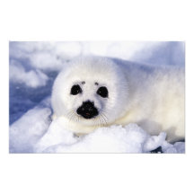 Harp seal pup ice Gulf of St. Lawrence, Photo Art