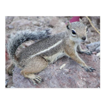 Harris Antelope Squirrel Post Cards